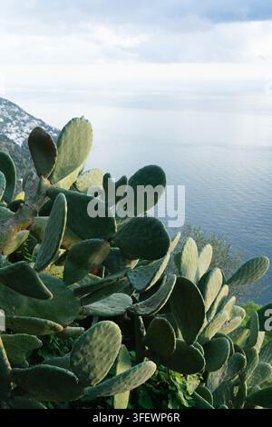 Ein Opuntienkaktus gedeiht entlang des Sentiero degli Dei (Pfad der Götter) und umrahmt Küstenaussichten an der Amalfiküste in Italien. Stockfoto
