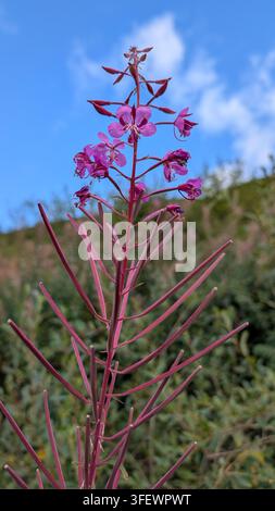 Ein lebendiges Nahaufnahmephoto zeigt die brillanten rosa und magentafarbenen Blüten eines Wilden Feuerkrautstängels. Stockfoto