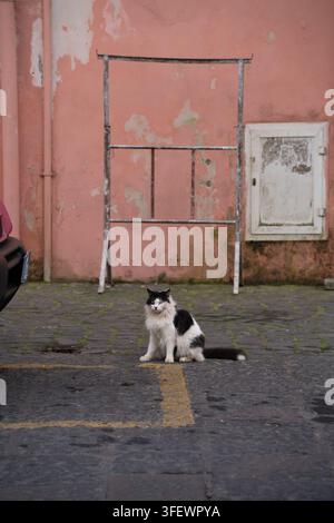 Eine schwarz-weiße Katze sitzt auf Kopfsteinpflaster, um sich vor einer rosa Wand auf Procida, einer phlegräischen Insel in der Nähe von Neapel, Italien, auszuruhen. Stockfoto