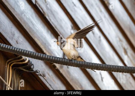Eine Schwalbe sitzt auf einem dicken, strukturierten Draht und hebt ihre Flügel vor einem rustikalen Holz-Hintergrund. Stockfoto