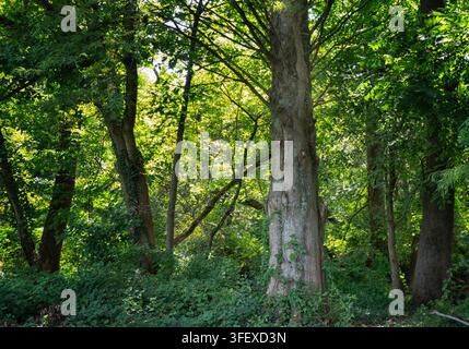 ein reifes Hartholz, möglicherweise eine Eiche oder ein ähnlicher großer Laubbaum. Stockfoto