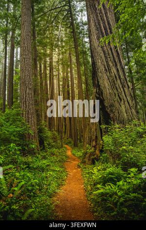 Ein relativ gerader Pfad führt durch einen dichten Hain der Redwood Trails im Redwood State and National Parks Stockfoto