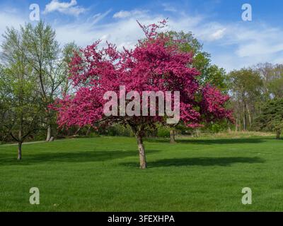 Ein lebhaft pink blühender Malus Prairie Fire Apfelbaum in voller Blüte. Der Baum steht in einem üppigen grünen Rasenpark oder Garten, mit anderen Bäumen Stockfoto