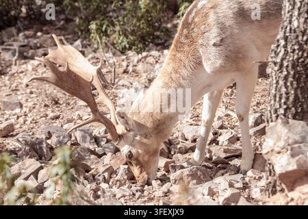 Rehbock mit Geweih frisst auf felsigem, trockenem Boden im Sonnenlicht Stockfoto
