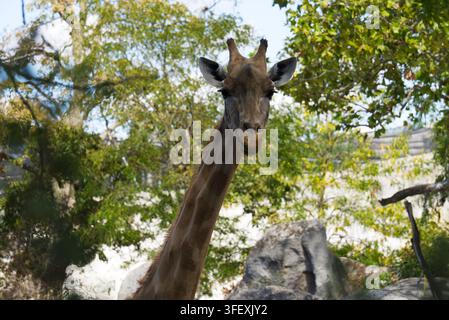 Nahaufnahmeporträt einer Giraffe, die direkt in die Kamera schaut, mit grünem Blattwerk, Bäumen und Felsen im Hintergrund in einem Zoo-Schutzgebiet Stockfoto