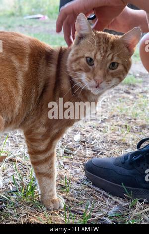 eine rote, Ingwerfarbene Katze in der Natur, süß im Morgenlicht Stockfoto