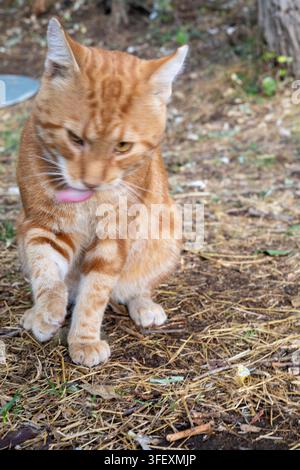 eine rote, Ingwerfarbene Katze in der Natur, süß im Morgenlicht Stockfoto
