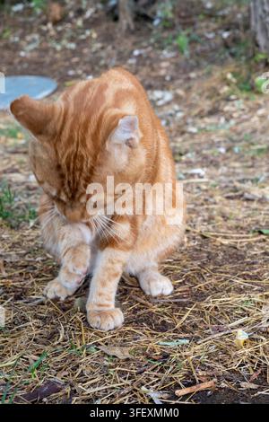 eine rote, Ingwerfarbene Katze in der Natur, süß im Morgenlicht Stockfoto
