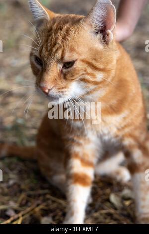 eine rote, Ingwerfarbene Katze in der Natur, süß im Morgenlicht Stockfoto