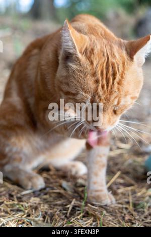 eine rote, Ingwerfarbene Katze in der Natur, süß im Morgenlicht Stockfoto