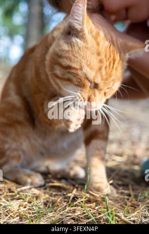 eine rote, Ingwerfarbene Katze in der Natur, süß im Morgenlicht Stockfoto