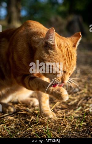 eine rote, Ingwerfarbene Katze in der Natur, süß im Morgenlicht Stockfoto