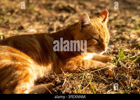 eine rote, Ingwerfarbene Katze in der Natur, süß im Morgenlicht Stockfoto