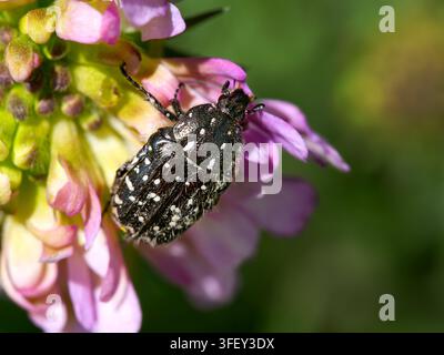 Makroaufnahme eines weißgefleckten Rosenkäfers (Oxythyrea funesta), der an einer violetten Blütenblüte füttert. Stockfoto