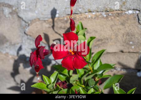 Eine leuchtend rote Mandevilla-Blüte und ungeöffnete Knospen blühen auf einer grün belaubten Pflanze vor einer sonnenbeschienenen, texturierten Steinmauer. Stockfoto