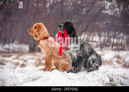 Zwei unterschiedlich gefärbte Jagdspringer-Hunde sitzen auf einem Winterrasen im Park. Ein Spaniel hält den anderen Spaniel an einer Leine. Stockfoto