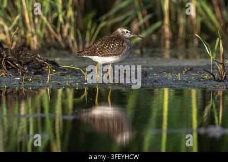 Der Waldschnepfe watet durch flaches Teichwasser. Grüne Schilfrohrpflanzen bilden den natürlichen Hintergrund. Stockfoto