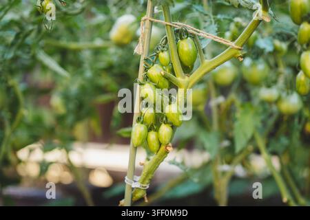 Reifende Tomaten, die an Pflanzen in einem heimischen Gemüsegarten wachsen Stockfoto