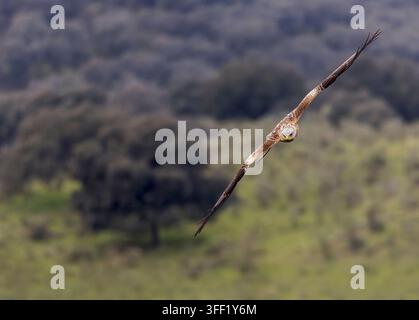 Roter Drachen (Milvus milvus) in Spanien Stockfoto