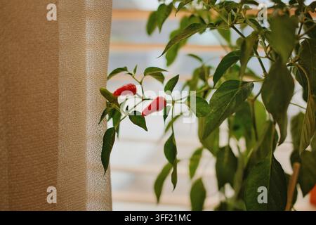 Nahaufnahme von kleinen roten Chilischoten, die zwischen grünen Blättern neben einem sanft beleuchteten Vorhang wachsen, wodurch ein natürliches Indoor-Gartenkonzept entsteht Stockfoto
