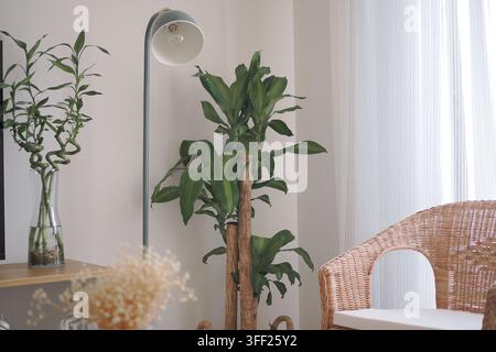 Interieur mit Pflanze und Lampe in einer warmen Umgebung Stockfoto