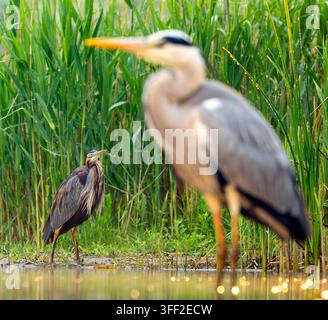 Purpurreiher (Ardea purpurea) auf der Suche in Feuchtgebieten in Ungarn. Angst vor einem Graureiher, der aus der Ferne wartet. Stockfoto