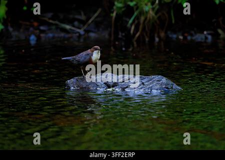 Alpenströmer ruht auf einem Stein in einem schnell fließenden Fluss Stockfoto