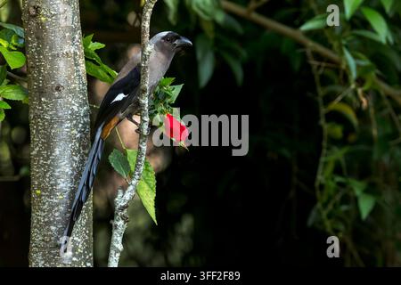Graue Baumschwalbe (Dendrocitta formosae) am Fuße des Himalaya, Uttarakhand, Nordindien. Stockfoto