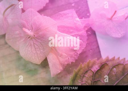 Träumende rosa Hortensienblüten, die in Eis eingefroren sind, mit Pastellbeleuchtung und winzigen Blasen, die einen ätherischen floralen Hintergrund für Schönheit, Wellness und crea Stockfoto