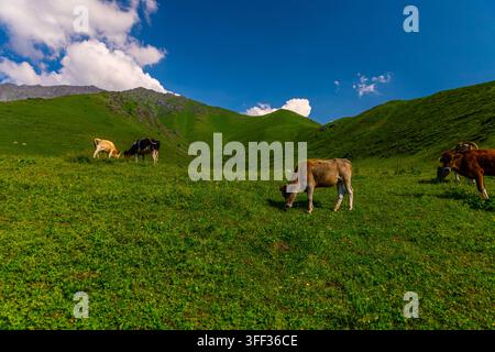 Herde von Rindern grast auf einem lebendigen grünen Hügel unter einem strahlend blauen Himmel. Sanfte Berge im Hintergrund ergänzen die ruhige pastorale Landschaft. Stockfoto