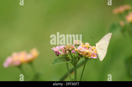 Makroaufnahme eines Weißer-Ritterfalter, der an einer Lantana-Blüte im Garten Nektar saugt Stockfoto