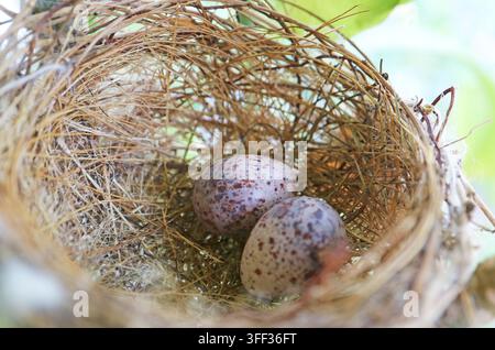 Nahaufnahme eines Nestes des Streifenohr-Bulbul (Pycnonotus conradi) mit zwei Eiern auf einem Wohnbalkon Stockfoto