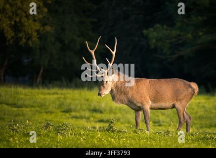 Ein einzelner Rothirsch Cervus Elaphus mit großem Geweih steht regungslos auf einer Wiese im Killarney-Nationalpark, County Kerry, Irland, Europa Stockfoto