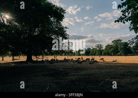 Herde von Rehen, die im Schatten eines großen Baumes auf einer Wiese ruhen - 4. September 2026. Hochwertiges Foto Stockfoto