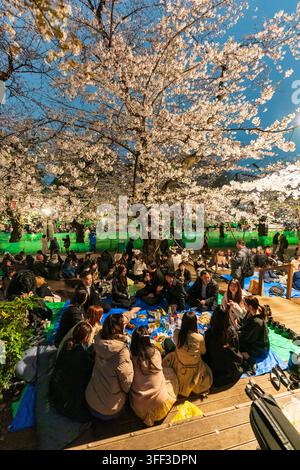 Gruppe von Menschen auf einer Kirschblütenparty, die unter beleuchteten Kirschbäumen während des Hanami im Ueno-Park, der für seine Kirschblütenbäume bekannt ist, ein Picknick machen Stockfoto