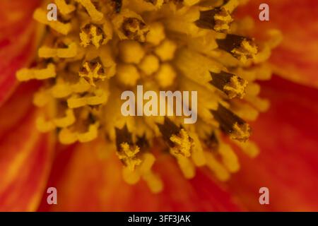 Buntes Blumenbeet im Siegener Schlossgarten in äußerster Nähe Stockfoto
