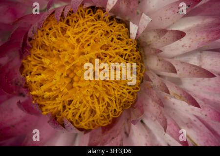 Buntes Blumenbeet im Siegener Schlossgarten in äußerster Nähe Stockfoto
