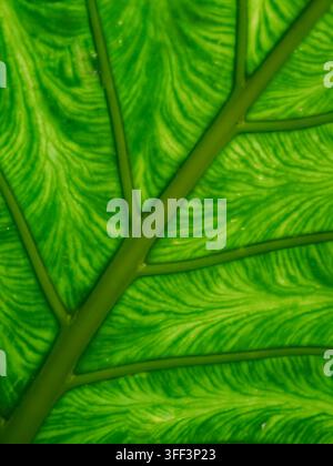 Grüne Blattoberfläche mit durchscheinendem Licht, die komplexe Adern und Texturen freigibt, lebendiges Chlorophyll-Detail mit organischem Muster, Wachstum und na Stockfoto