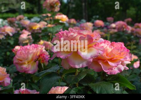 Rosa Gorgeous, preisgekrönte Hybrid-Teerose aus der Poulsen Roser Paramount-Kollektion. Stockfoto
