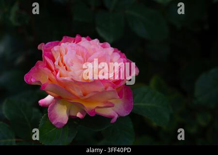 Rosa Gorgeous, preisgekrönte Hybrid-Teerose aus der Poulsen Roser Paramount-Kollektion. Stockfoto