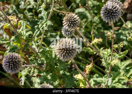 Globe-Distelblüten (Echinops) mit kugelförmigen Büscheln kleiner blauer oder violetter stacheliger Blüten, die Bienen und Bestäuber anziehen. Stockfoto