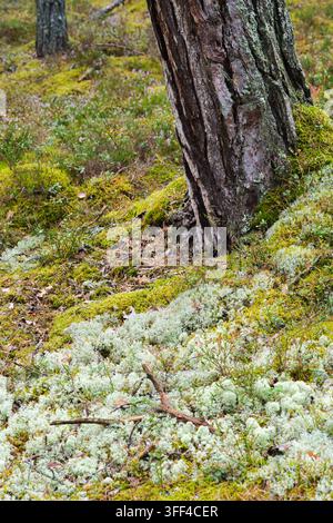 Vertikale Ansicht eines Kiefernbaumsockels mit weißem Rentierflechten und grünem Moos Stockfoto