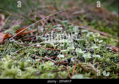 Graugrüne Becherflechten der Gattung Cladonia, die zwischen Moos, Kiefernnadeln und organischem Material auf einem feuchten Waldboden wachsen Stockfoto