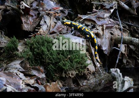 Nahaufnahme eines Feuersalamanders auf nassen Blättern, Moos und Wurzeln nahe einem Waldbach Stockfoto