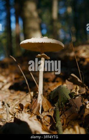 Eine Nahaufnahme eines einzelnen Parasolpilzes, der hoch zwischen Herbstblättern in einem Wald steht Stockfoto