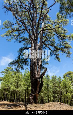 Riesige Kanaren-Kiefer, die über den Wald hinausragt. Alte Pinus canariensis mit verkohltem Stammfuß vor einem blauen Himmel in El Hierro, Spanien. Stockfoto