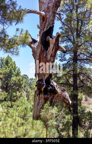 Hohler verkohlter Stamm einer Kanarischen Insel-Kiefer. Tote und verbrannte Holzstruktur, umgeben von grünem Kiefernwald in El Hierro, Spanien. Stockfoto