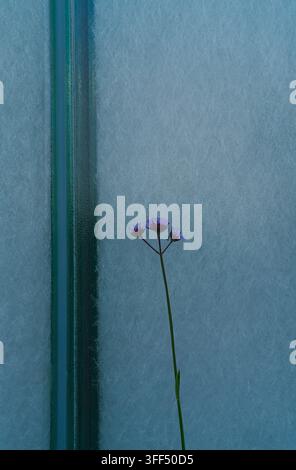 Eine einzelne zarte violette Blume an einem langen Stiel steht vor einer strukturierten blauen mattierten Glasscheibe mit vertikalen Linien. Stockfoto
