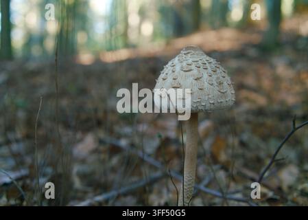 Ein einzelner Regenschirmpilz, der auf dem Waldboden zwischen trockenen Blättern und Zweigen wächst, mit unscharfem Hintergrund. Stockfoto