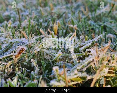 Makro-Nahaufnahme von Grashalmen, die mit zarten weißen Frostkristallen bedeckt sind. Das Bild fängt einzelne Grashalme in verschiedenen Schattierungen ein Stockfoto